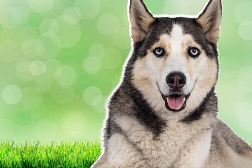 Come insegnare al proprio cane il batti 5: tutti gli step  --- (Fonte immagine: https://www.velvetpets.it/wp-content/uploads/2023/08/cane-07082023-velvetpets.it_-1-1068x712.jpg)