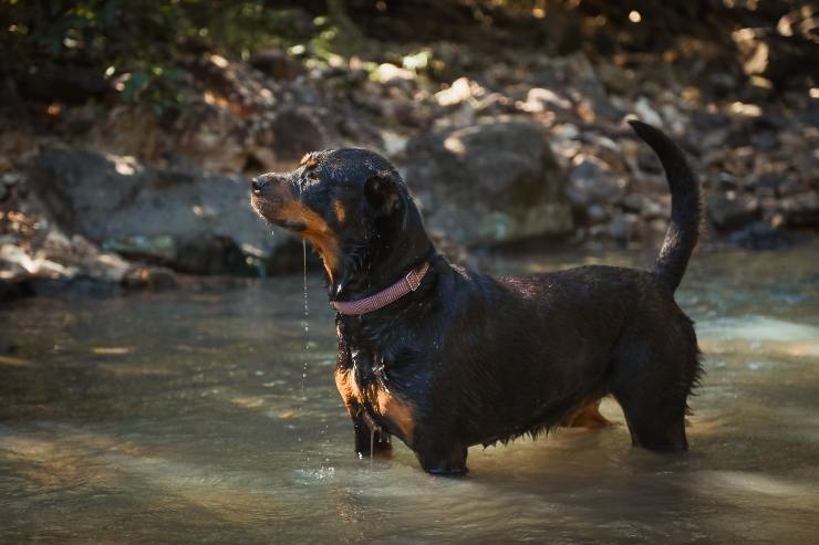 Cosa sapere sui rottweiler