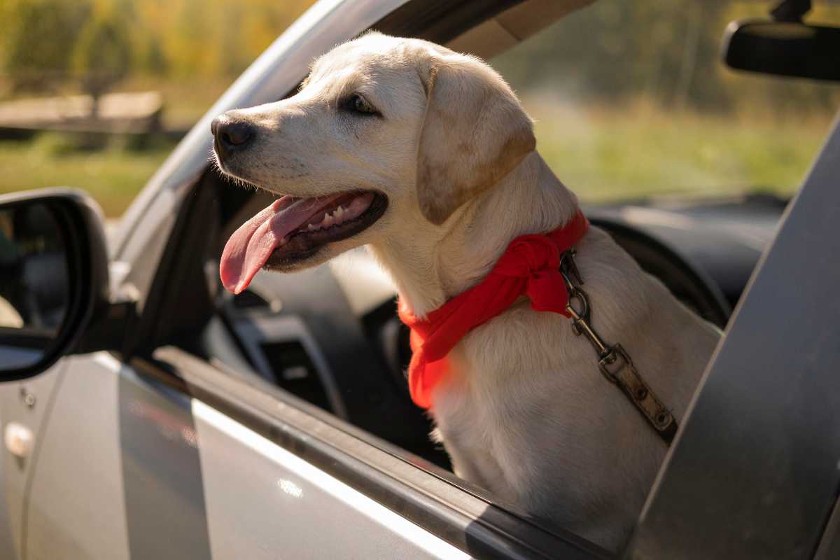 Viaggio in auto col cane trucchi
