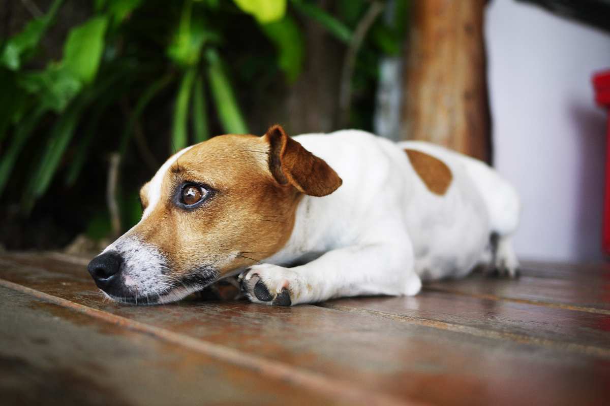 cane impaurito segnali soluzioni