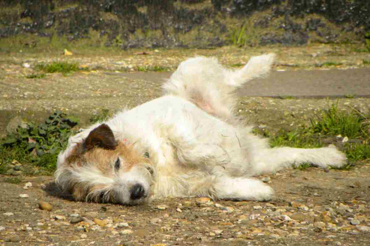 Il cane si rotola