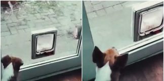 cane abbaia gatto video divertente