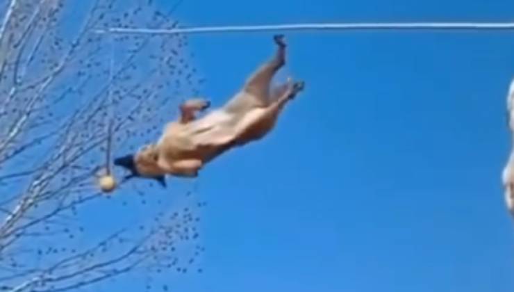 Il cane acrobata e il salto spettacolare: tutti senza parole, pronto a vincere le Olimpiadi! - VIDEO 
