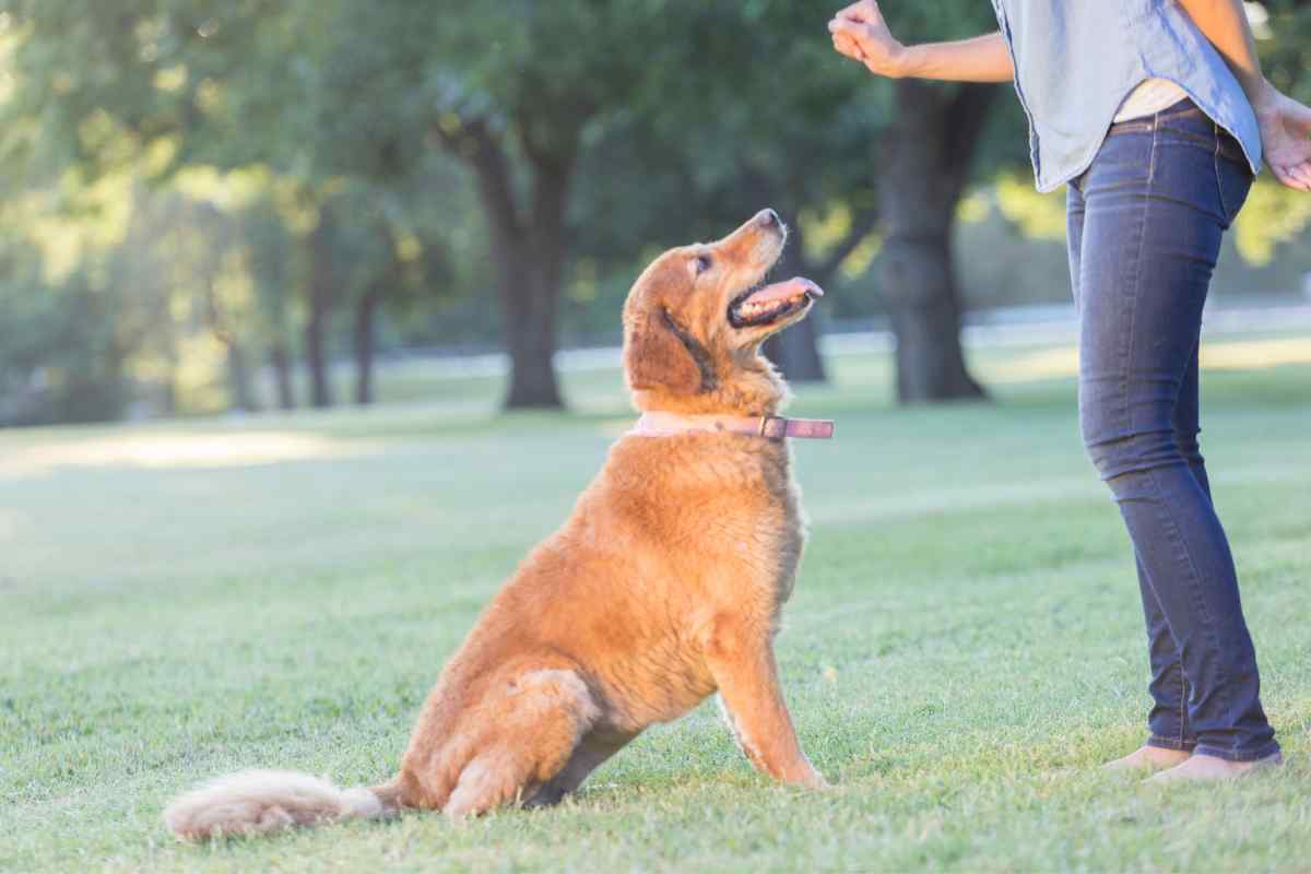 Cane capisce esattamente la padrona