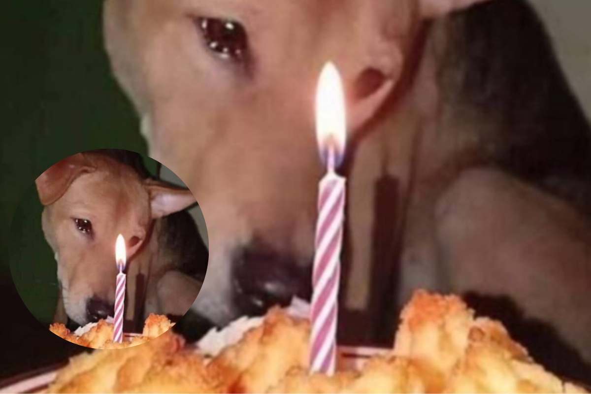 storia di un cane adottato festeggia per la prima volta il compleanno