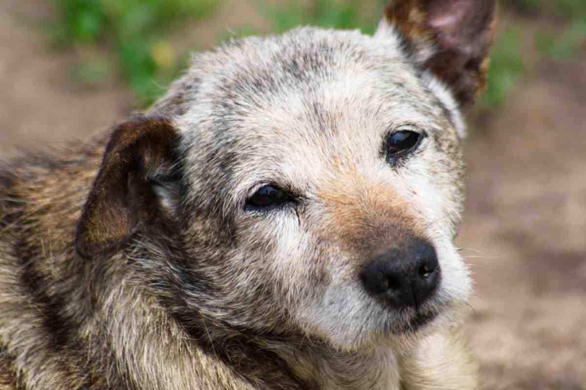 Cane anziano in casa come occuparsi di lui