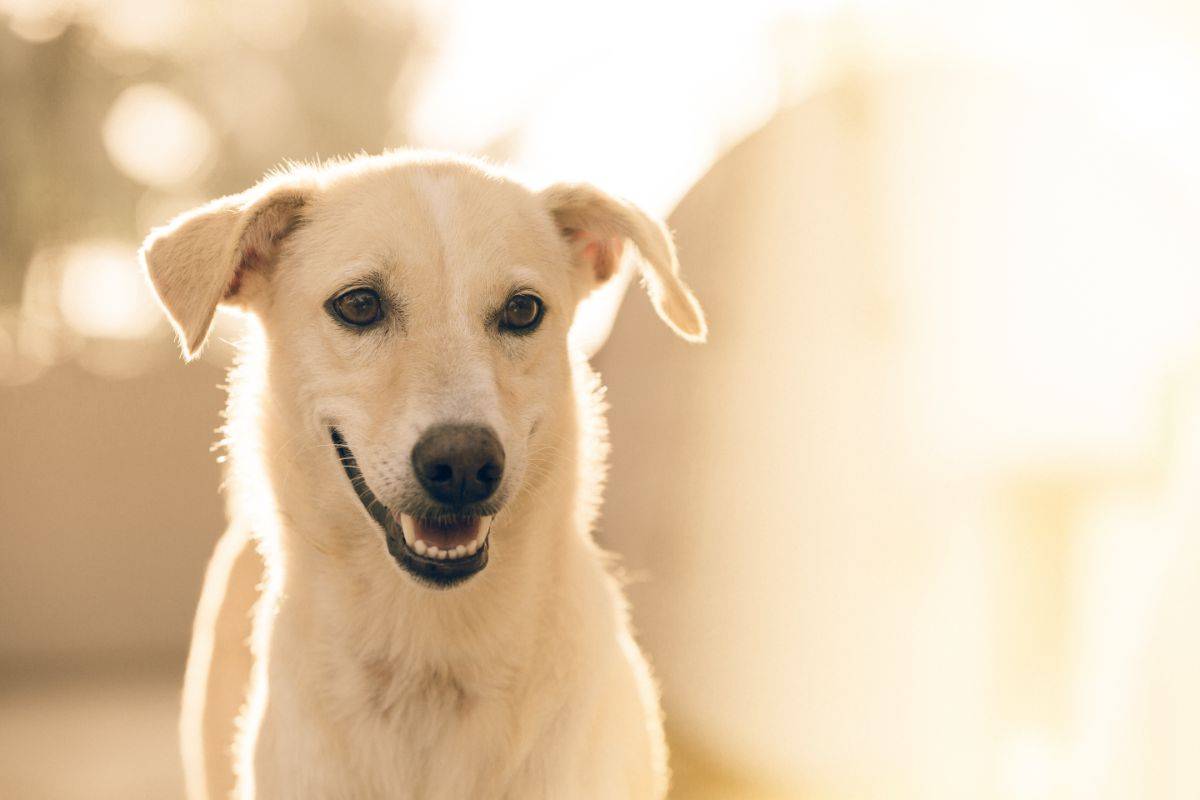 cane si tuffa nel fiume per salvare il cucciolo video