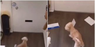 cane bollette video divertente instagram
