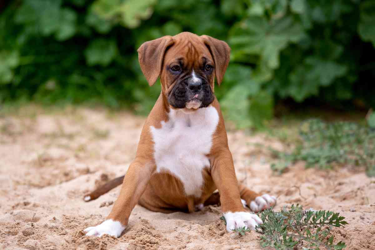 Cucciola di boxer salvata