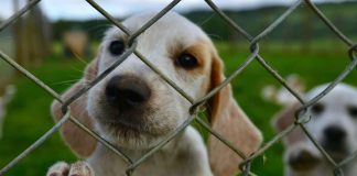cane trova casa dopo 17 anni in canile