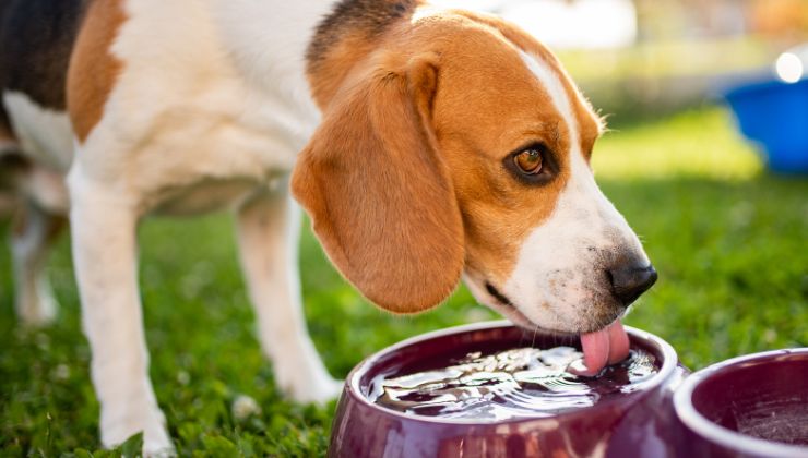 cane oggetto fondamentale per chi ne ha uno