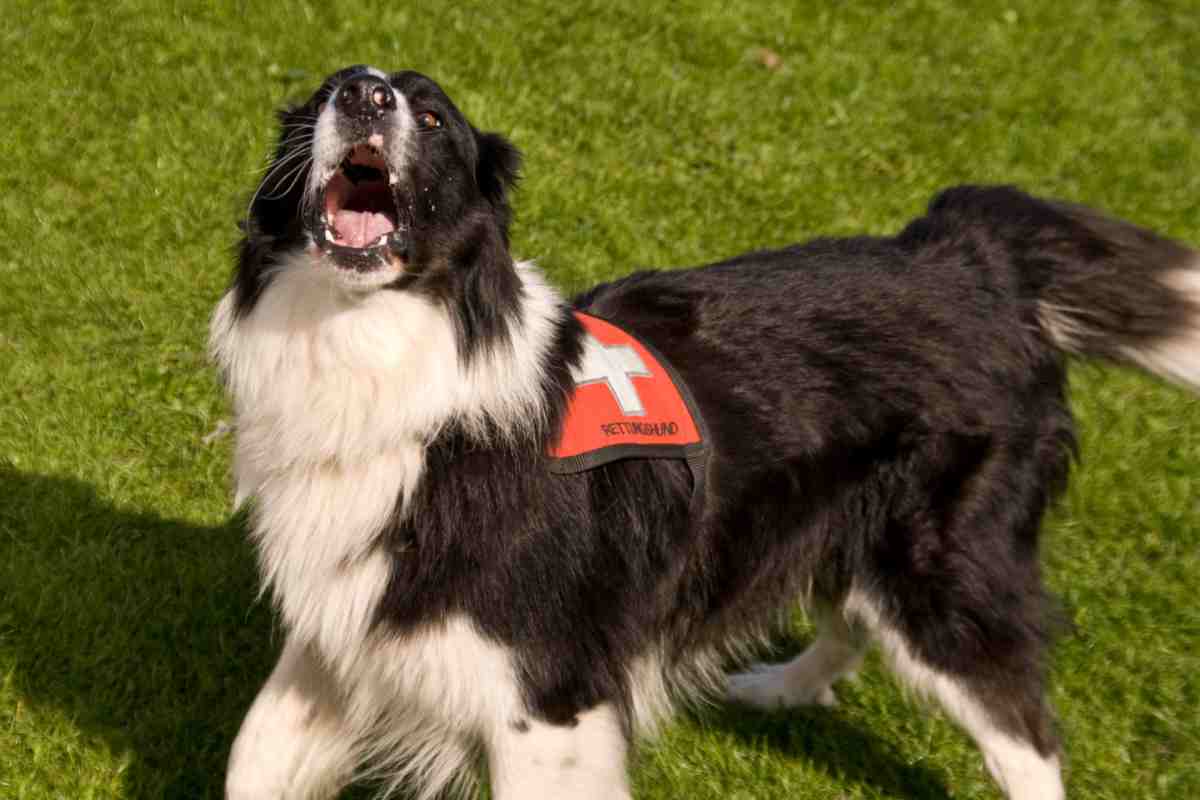 Cani eroi 10 salvataggi più famosi