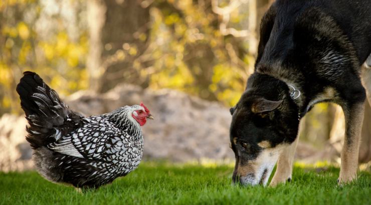 Gallo aiuta il cane a salire le scale video