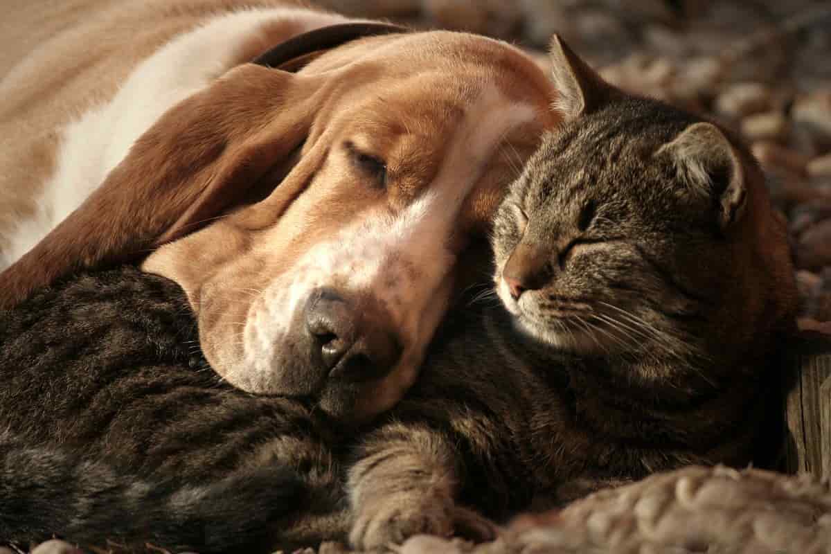 la storia del cane coco malato e del gatto bulletto