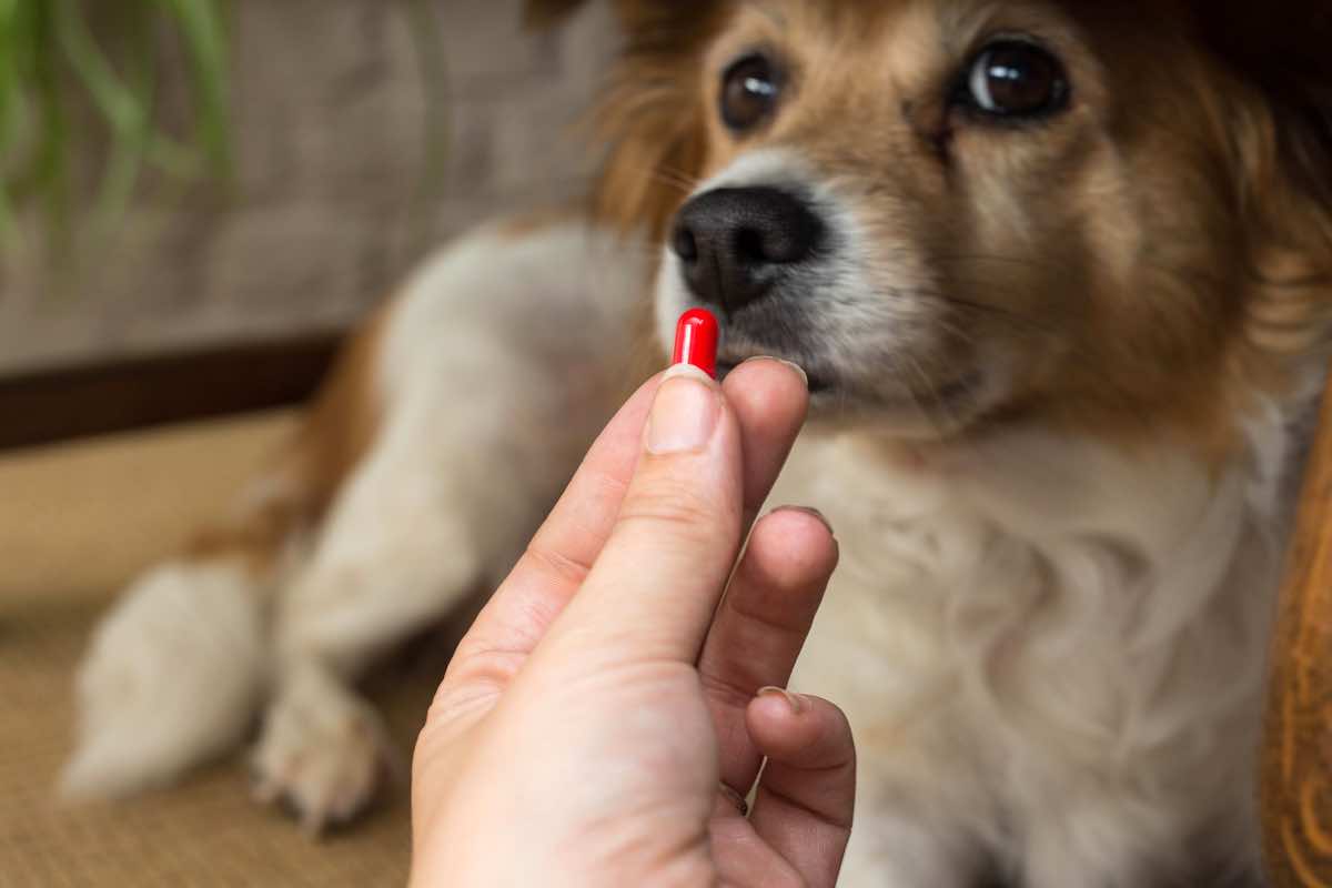 Cane: come fargli prendere le medicine