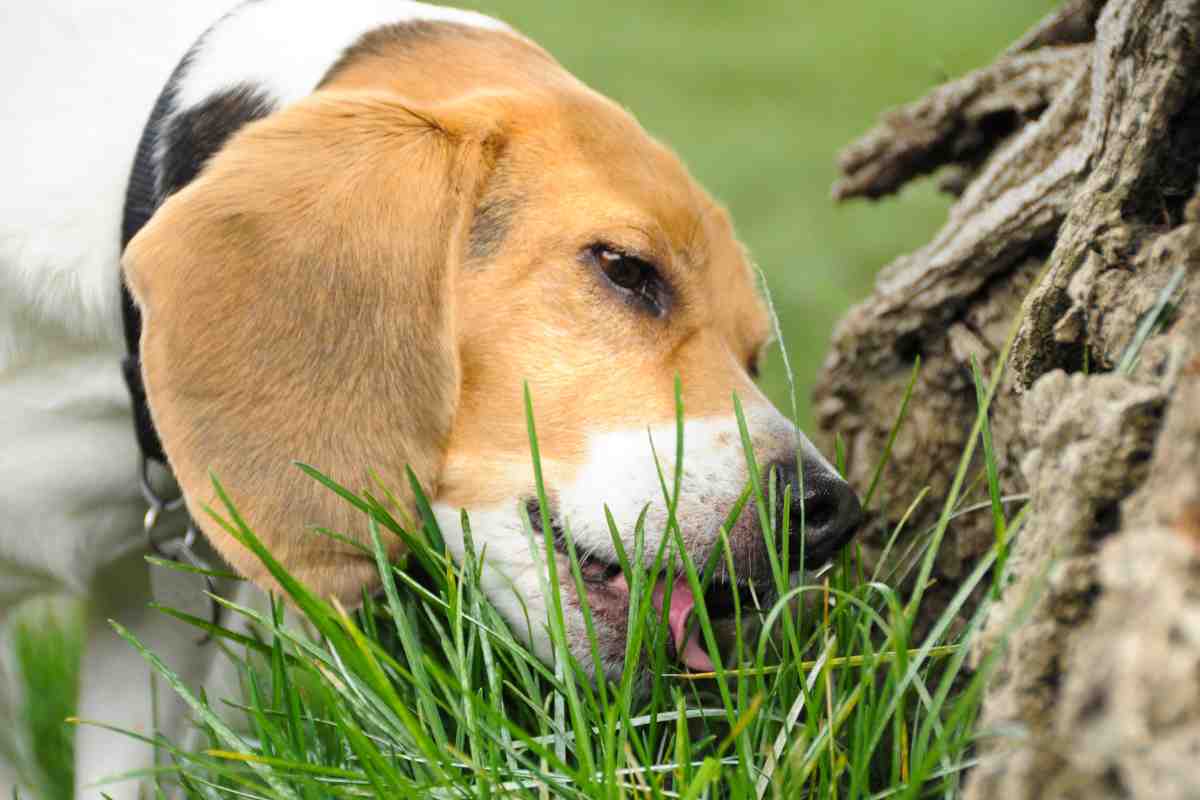 Cane mangia l'erba quando preoccuparsi