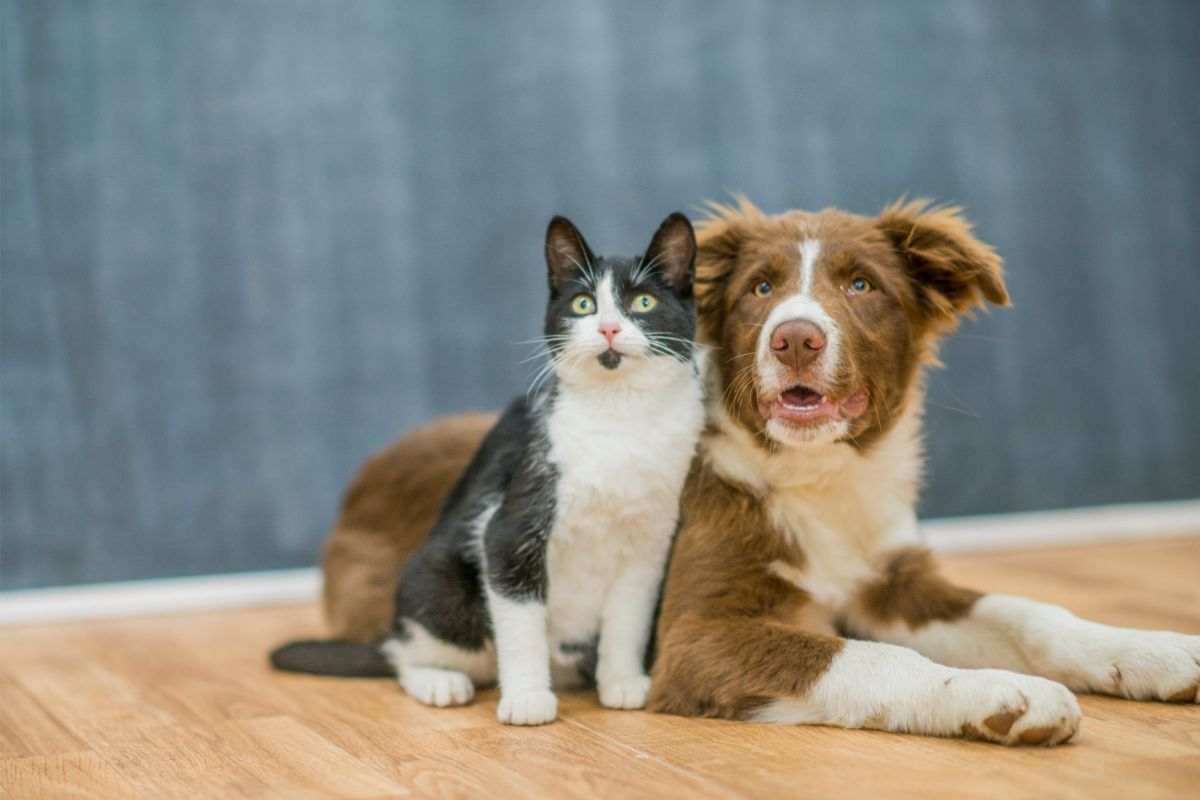 Litigio tra cane e gatto