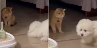 cane gatto giocano video divertente instagram