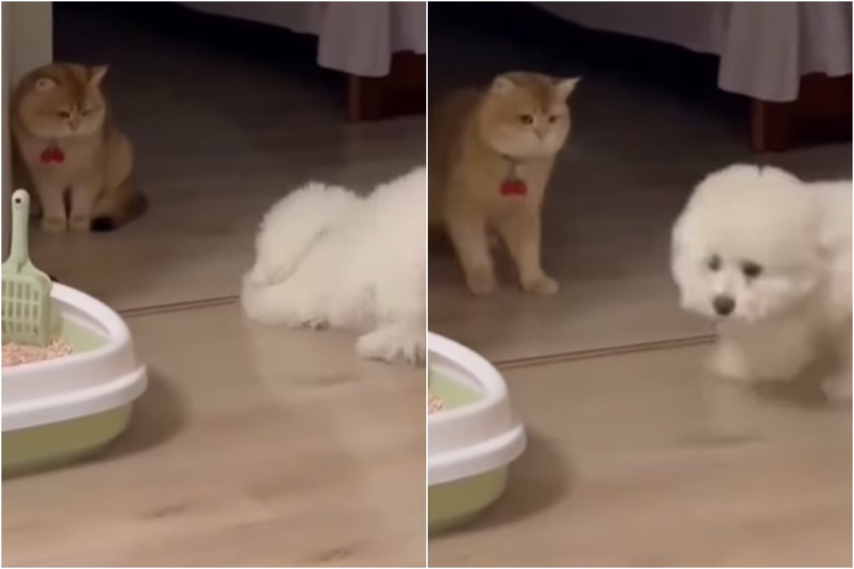 cane gatto giocano video divertente instagram