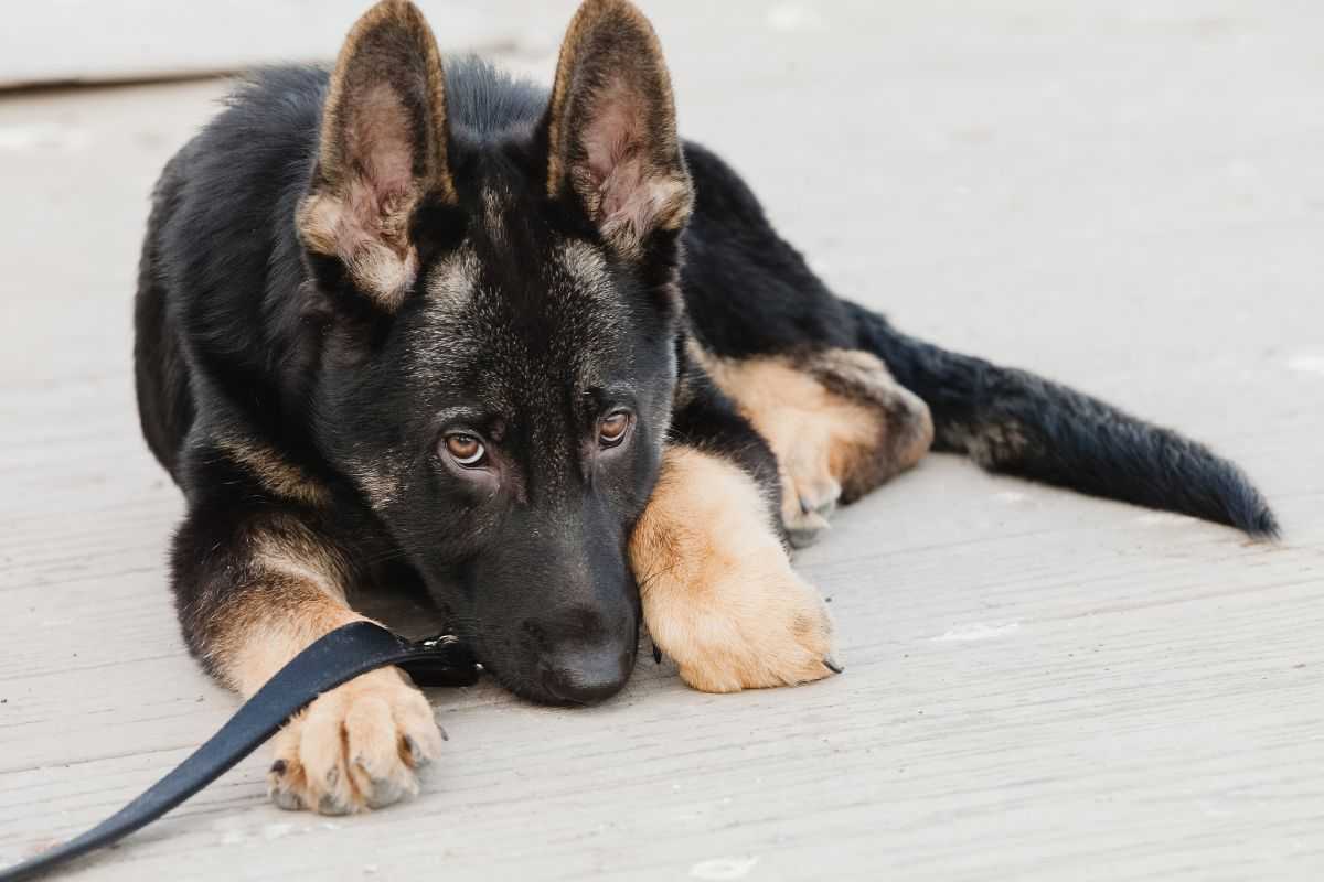 perchè i cani scappano dal guinzaglio