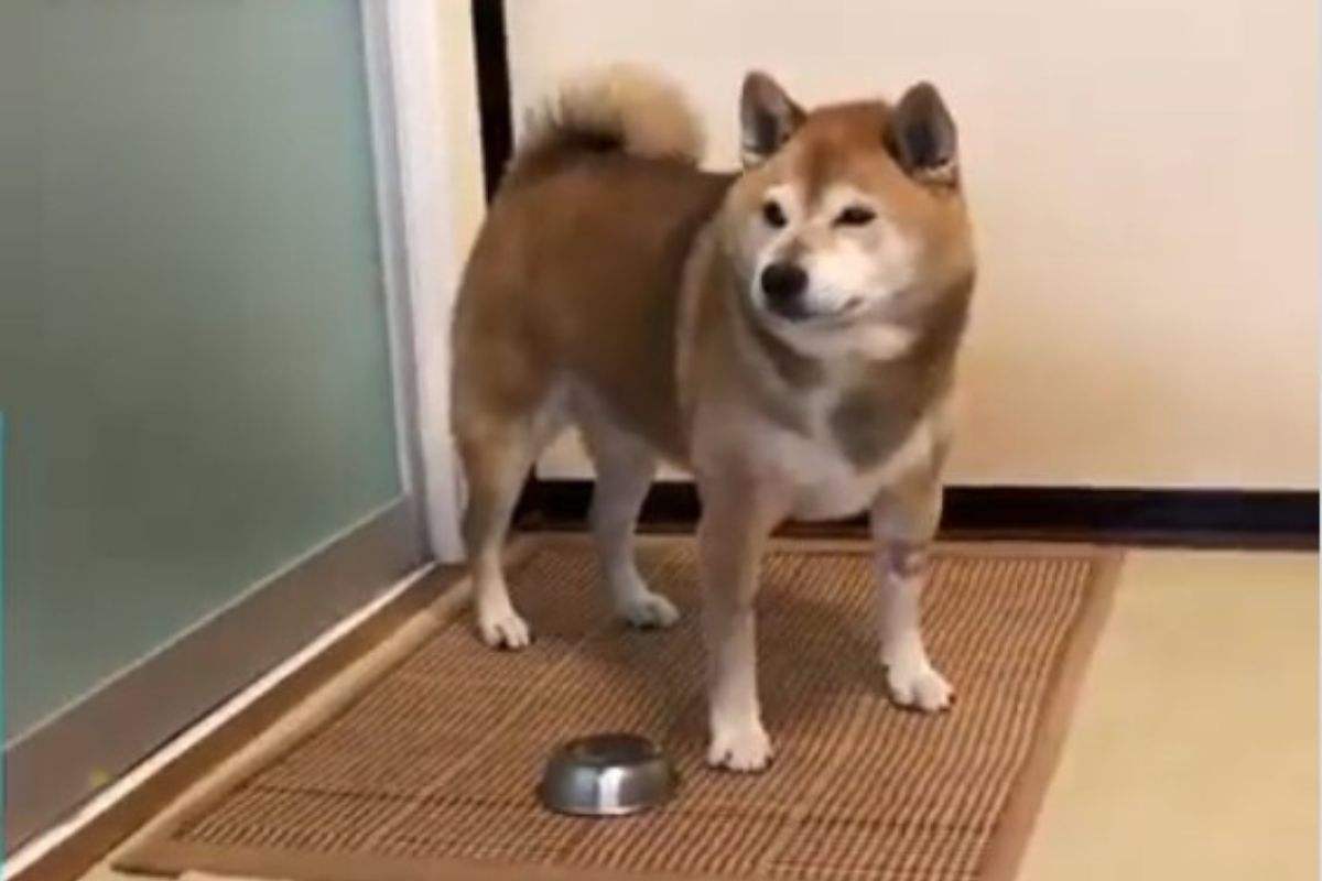 cane ha fame ciotola vuota video