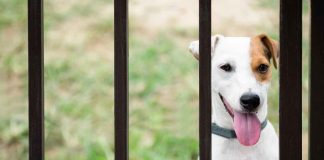 Attenti al cane: cosa significa questo cartello