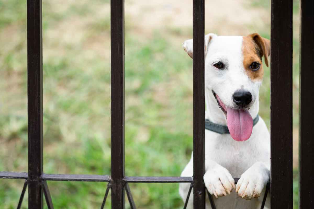 Attenti al cane: cosa significa questo cartello