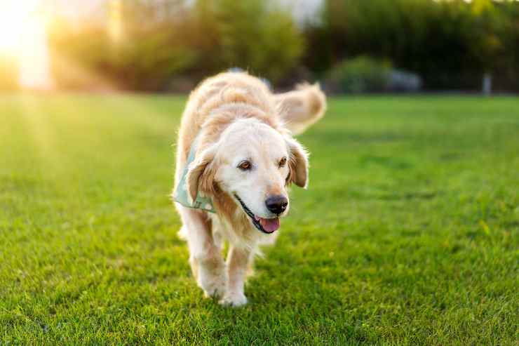 tutto sui labrador salute abitudini