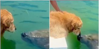 cane incontra lamantino video dolce divertente