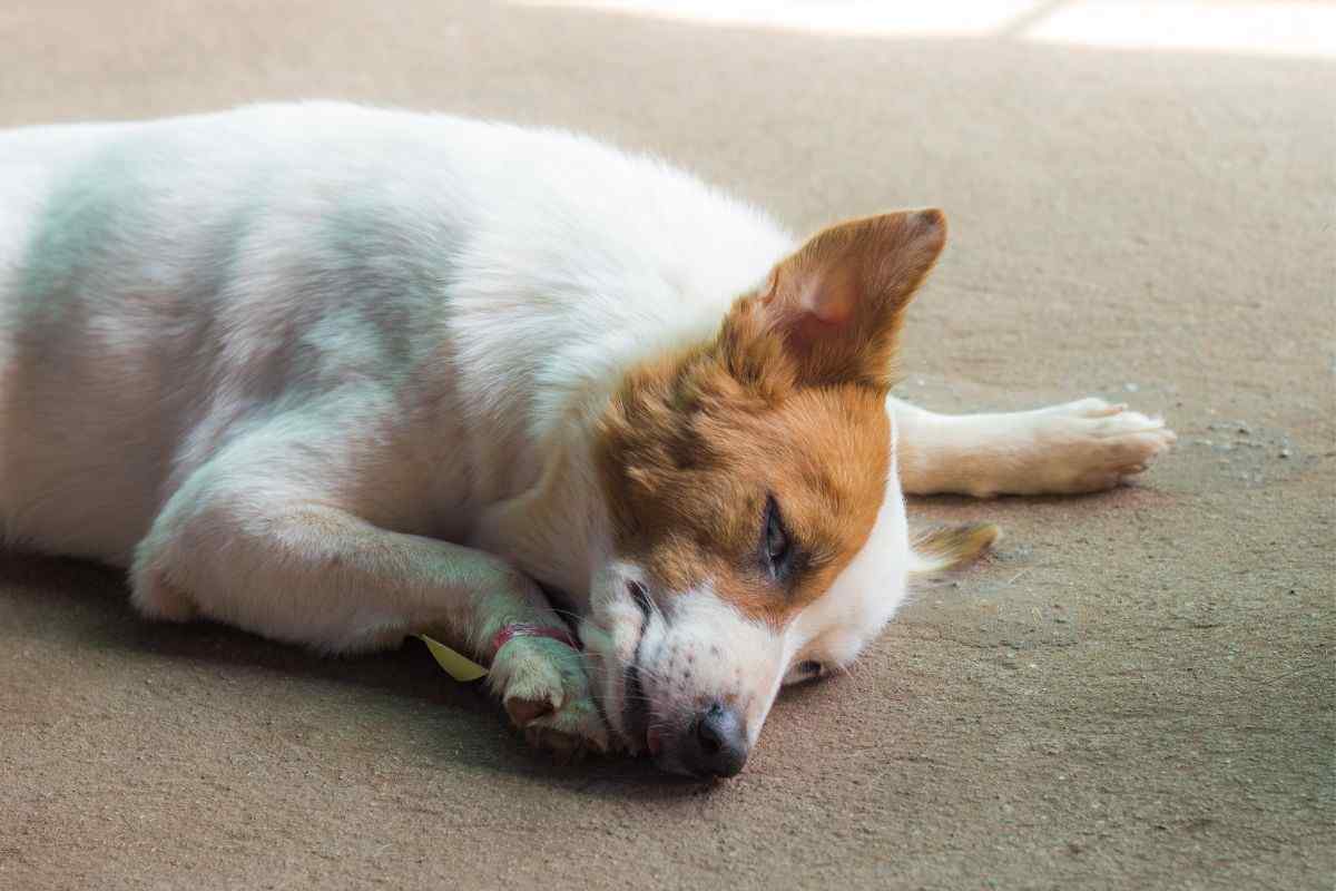 cane sta male vomito diarrea