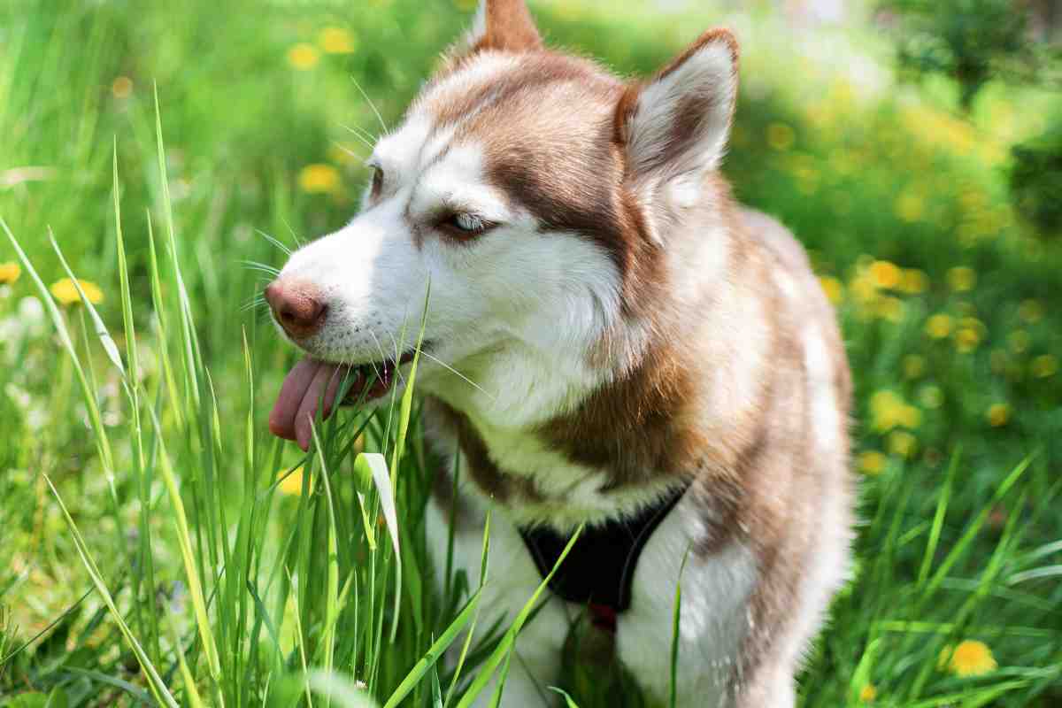 https://www.velvetpets.it/2023/05/29/perche-il-cane-mangia-lerba-cosa-sta-cercando-di-comunicare-e-a-quali-piante-fare-attenzione/