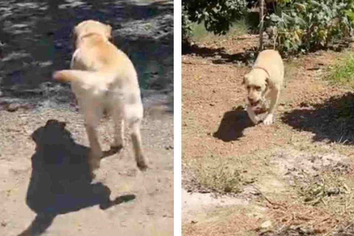 Labrador mostra le sue doti cane video