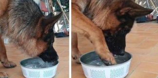cane oggetto fondamentale per chi ne ha uno