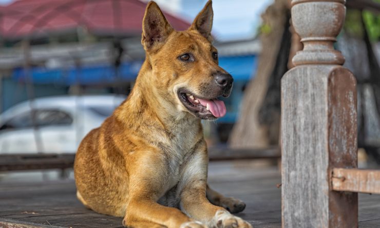 cane strada video virale