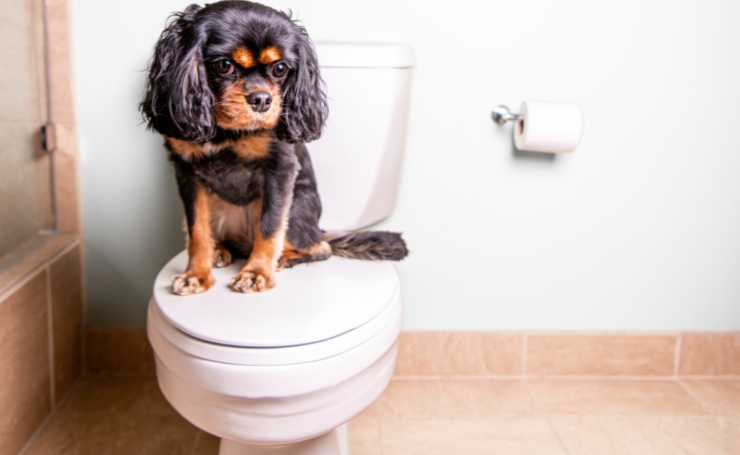 cane in bagno sul water video divertente