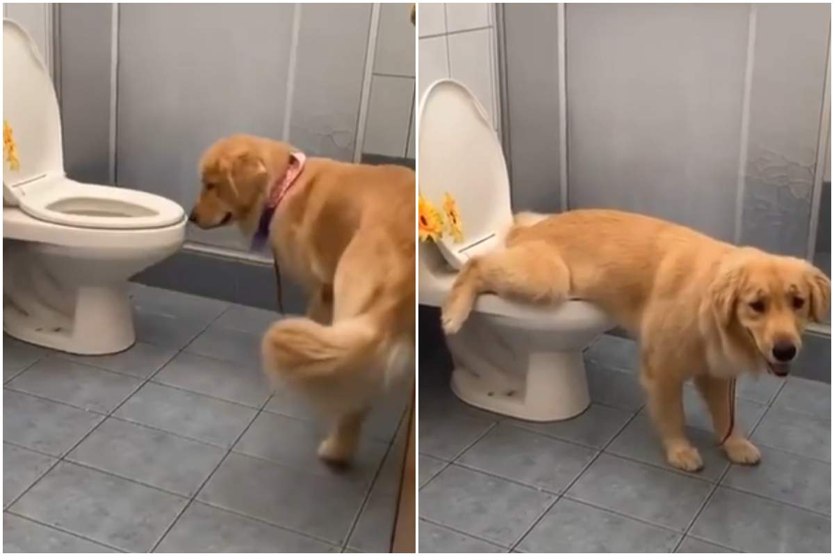 cane gentiluomo in bagno usa il wc video divertente
