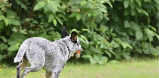 Il cane che scappava tutte le notti scoperta padrone