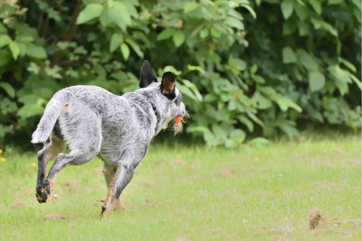 Il cane che scappava tutte le notti scoperta padrone