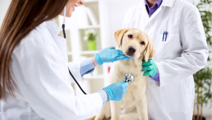 cane reazione al veterinario