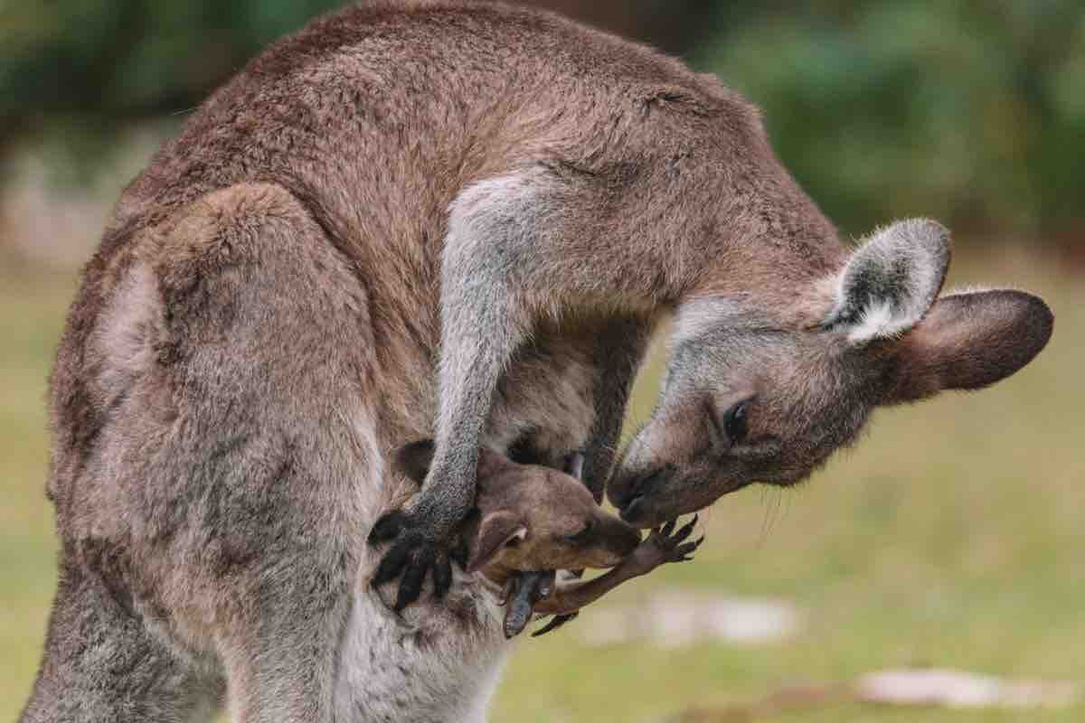 Canguri: a cosa serve il marsupio