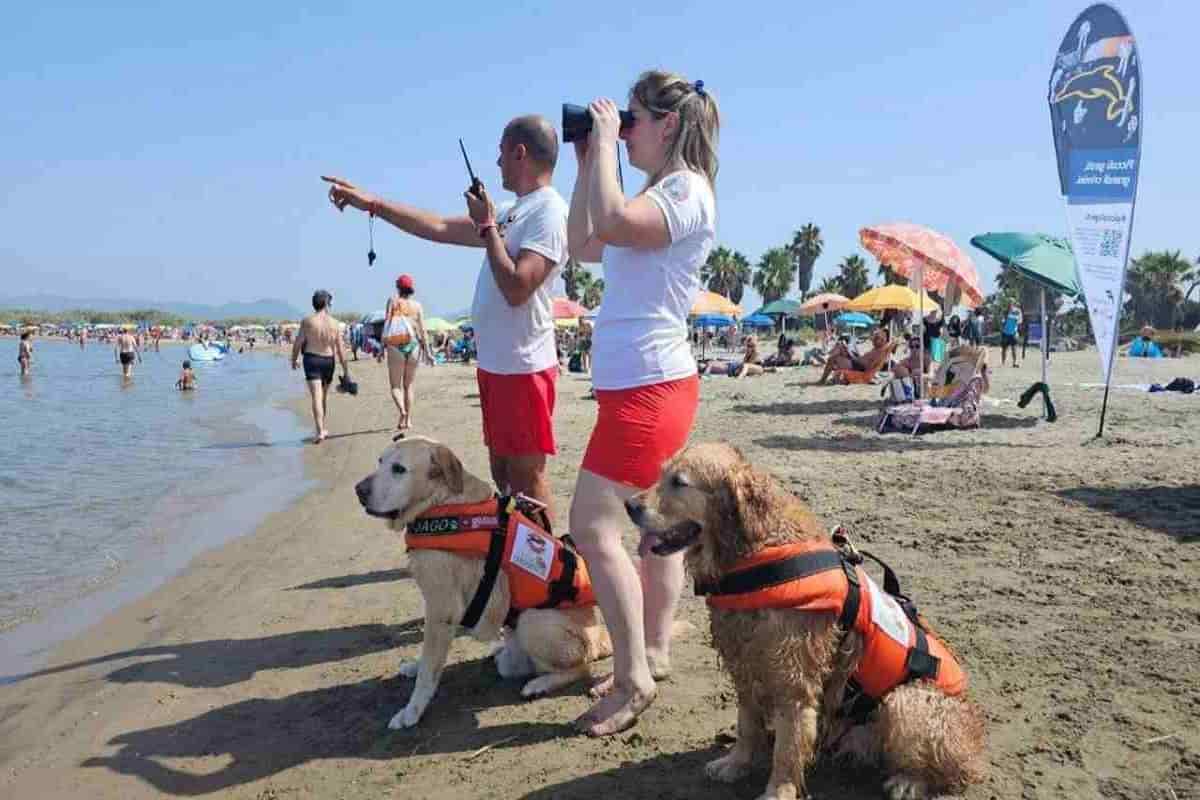 Cani bagnino: quante persone sono state salvate (solo) questa estate in Italia: incredibile! 