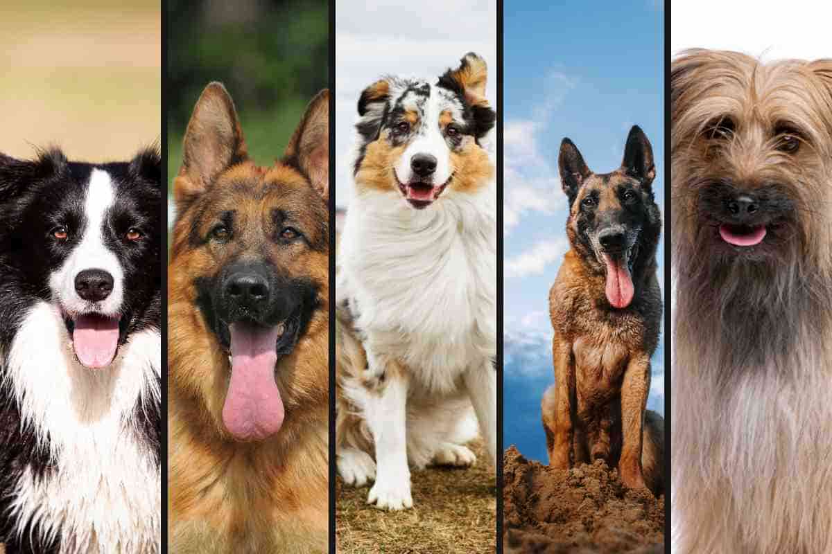 Cani da gregge, migliori razze
