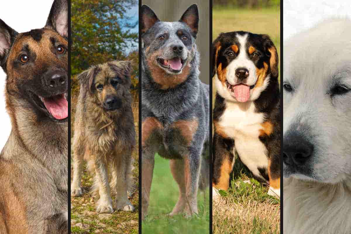 Cani da gregge, migliori razze