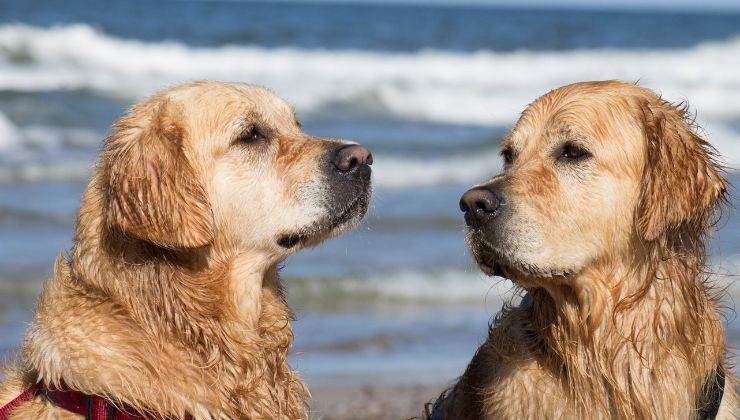 dichiarazione d'amore del cane alla sua lei video