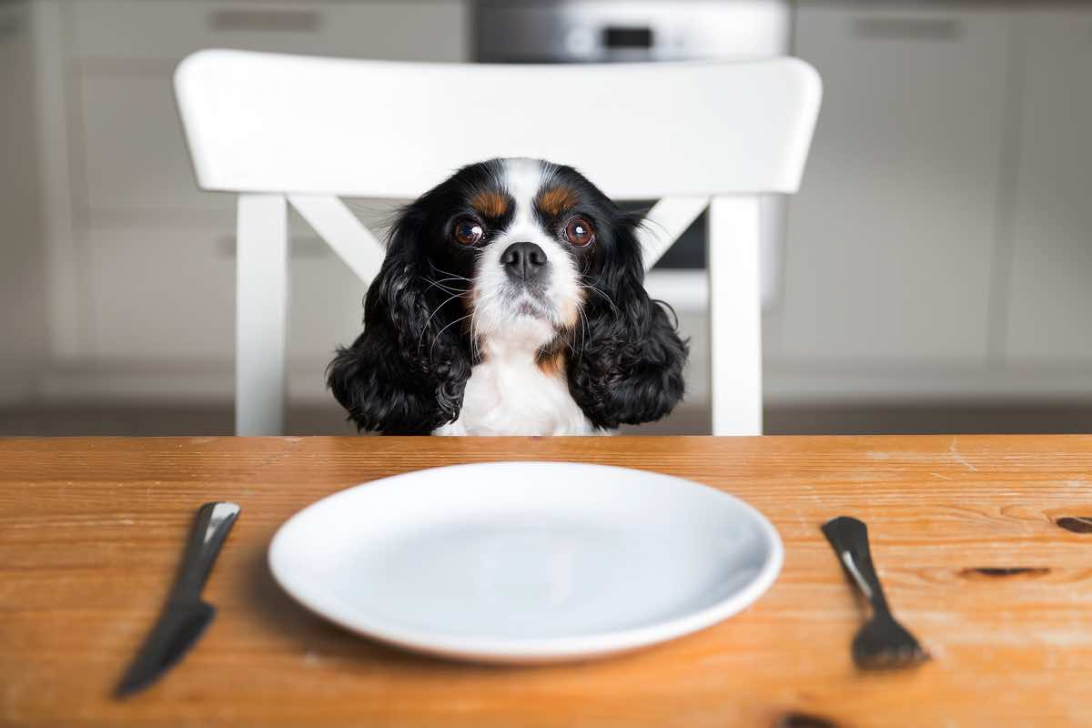 Cani: perché non possono mangiare i dolci?