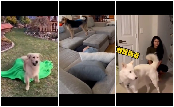 cane padrone si nasconde video divertenti