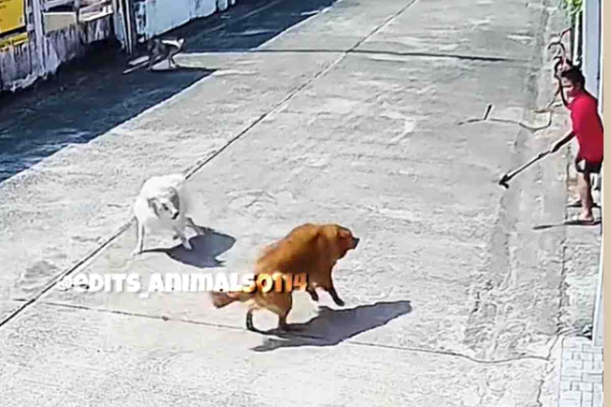 bambino attaccato dai cani randagi video
