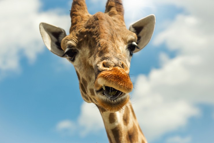 Giraffe: perché la lingua è blu