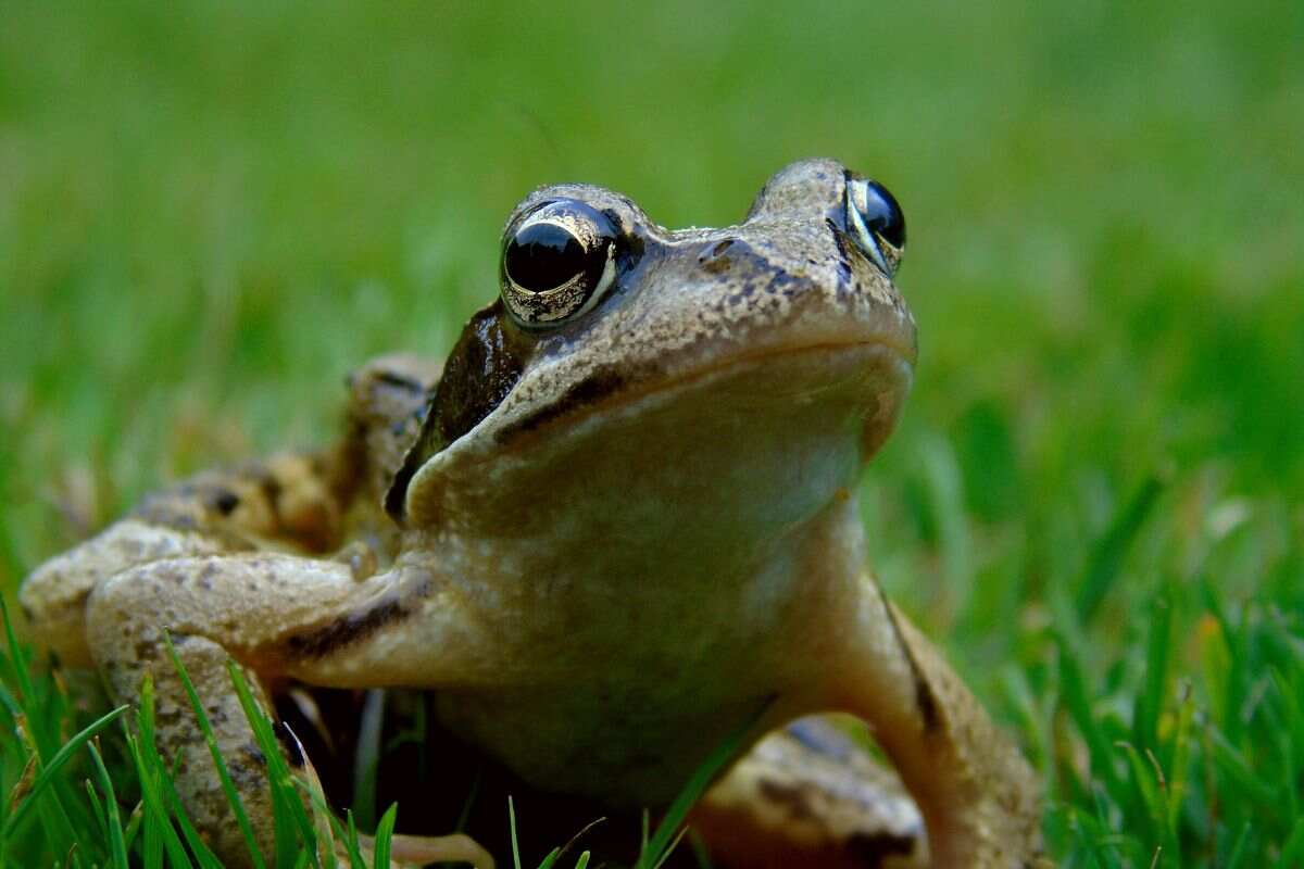 Caratteristiche rana domestica