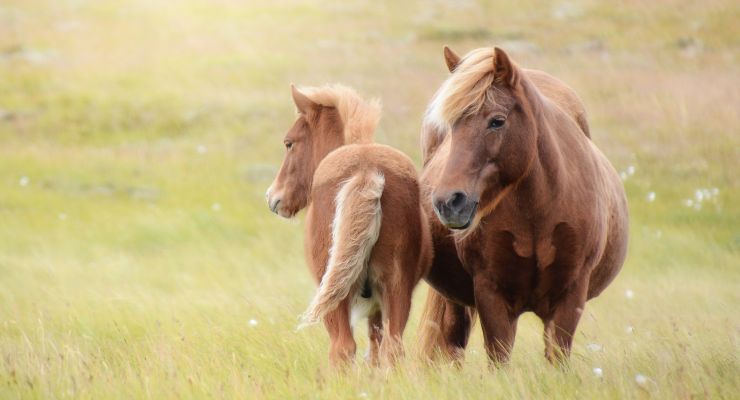 Cavalla perde il puledro al parto risvolto inaspettato 